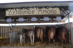 ZF Alibaba AMONA  Niederberger Simon Alpnach Dorf A75